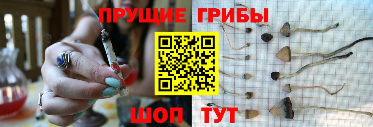 Галлюциногенные грибы GOLDEN TEACHER  где найти наркотики  Урюпинск  Вход с VPN 